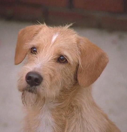 狗狗马克思 Max the Dog