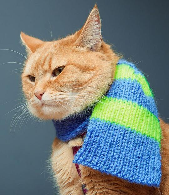 猫鲍勃 Bob the Cat