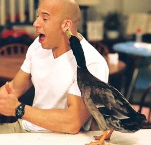 Gary the Duck Gary the Duck