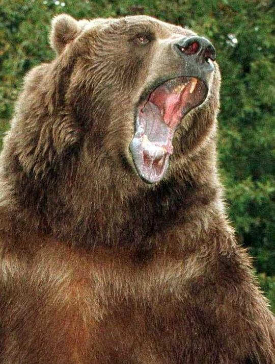 巴特熊 Bart the Bear