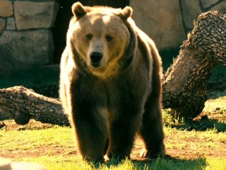 巴特 Bart the Bear