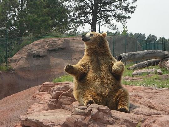 Tank the Bear Tank the Bear