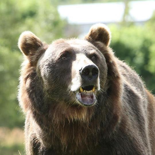 Honey Bump Bear Honey Bump Bear