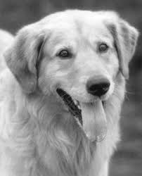 Buddy the Dog Buddy the Dog