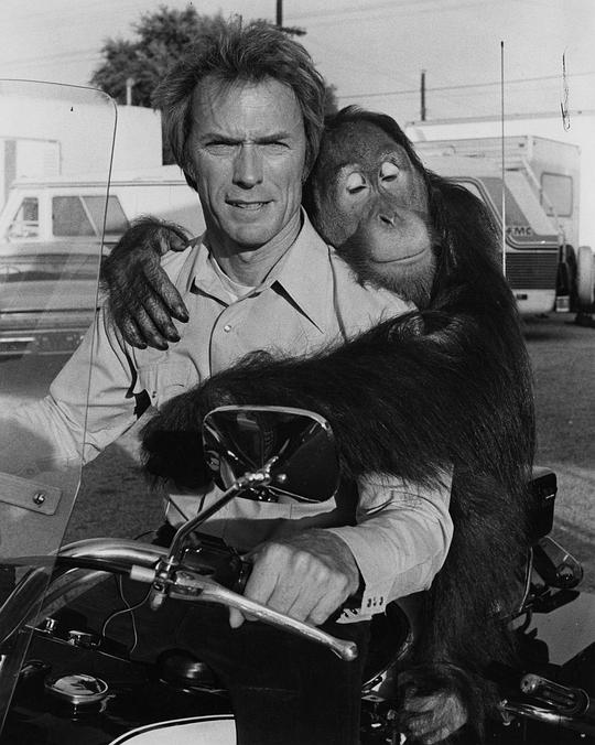 Manis the Orangutan Manis the Orangutan