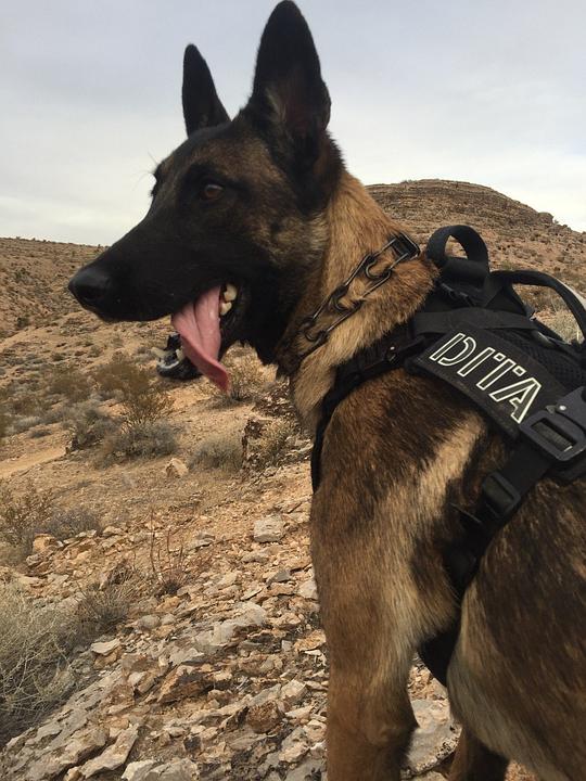 迪塔 Dita The Hair Missile Dog