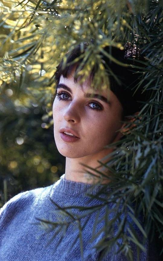 米莉·佩金斯 Millie Perkins