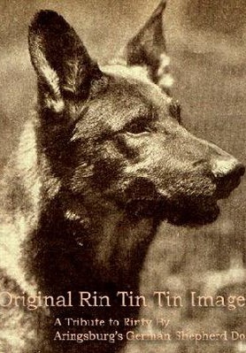 任丁丁 Rin Tin Tin