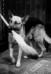 Ace the Wonder Dog Ace the Wonder Dog