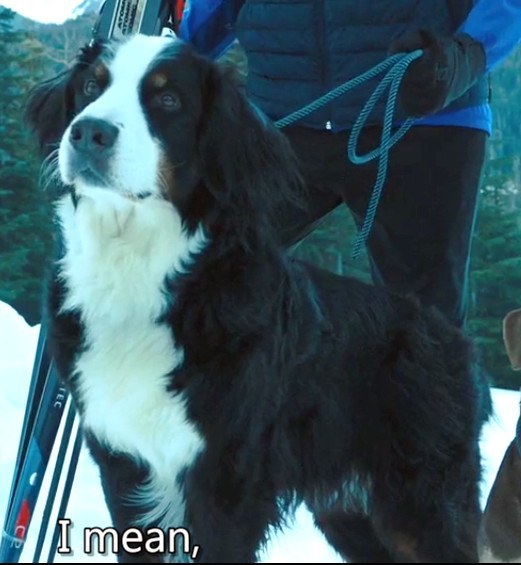 狗狗墨菲 Murphy the Dog