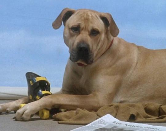 狗狗汉克 Hank the Dog
