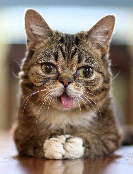 小巴卜 Lil Bub