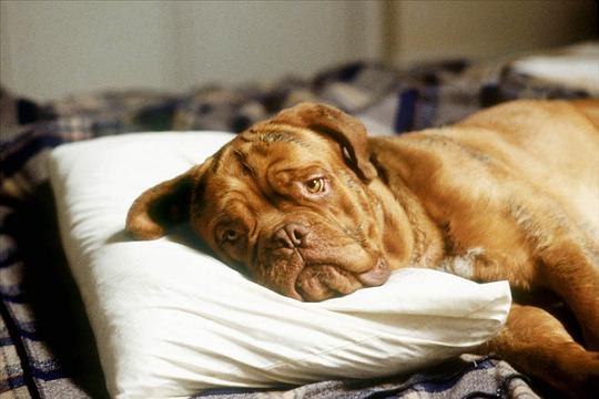 狗狗比斯利 Beasley the Dog