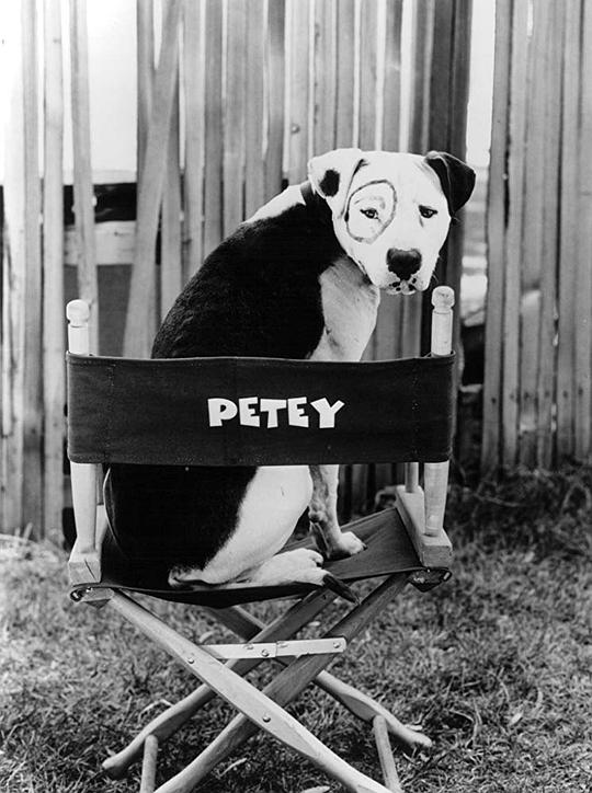 皮提 Petey