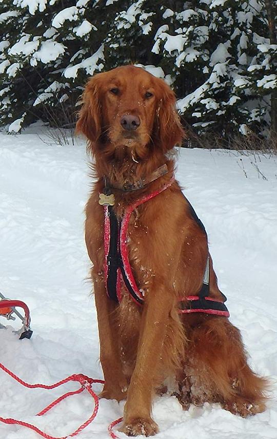 狗狗内德 Ned the Dog