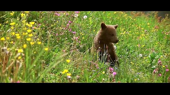 约克熊 Youk the Bear