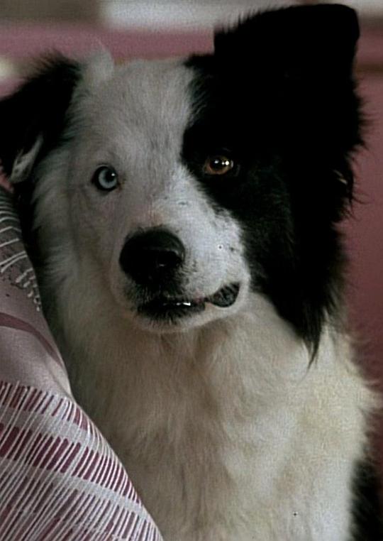 狗狗迈克 Mike the Dog
