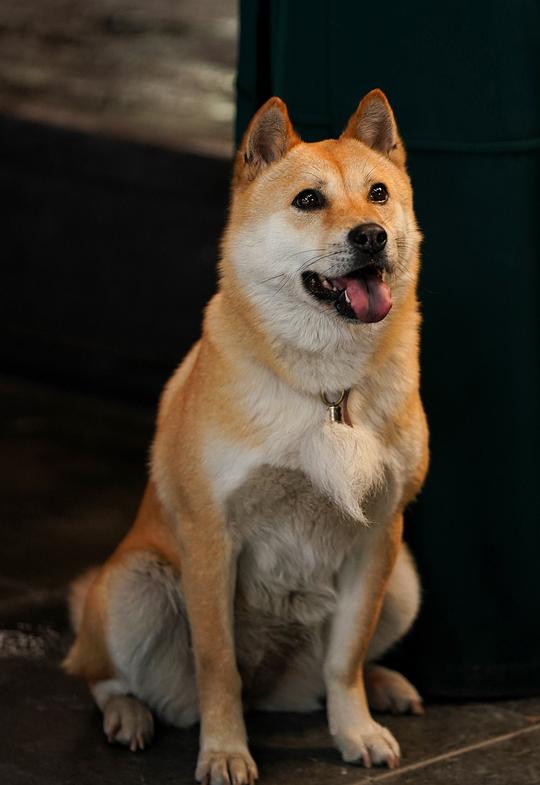 大黄 Dahuang the Dog