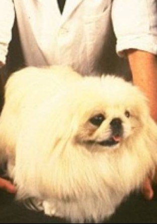 吴淘气 Tricki Woo