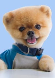 吉夫波姆 Jiffpom the dog