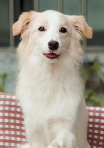 兜兜 Dou Dou