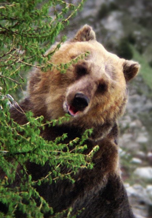 博佐 Bozo the Bear