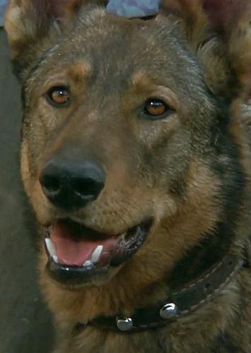 贝勒 Baylor the Dog