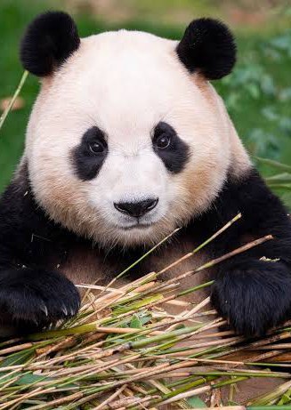 福宝 Fu Bao