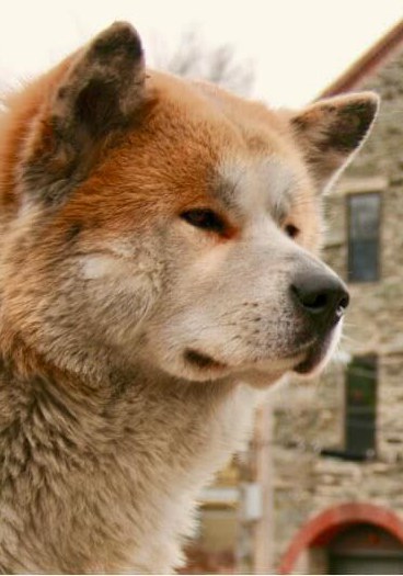 福雷斯特 Forrest