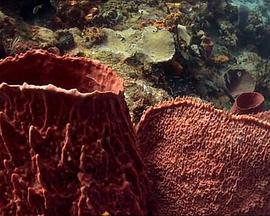 达尔文的危险思想 Darwin's Dangerous Idea