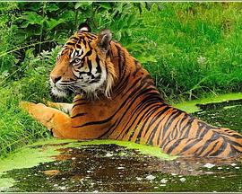 探索频道-最后的食人兽-印度杀人虎 The Last Maneater: Killer Tigers of India