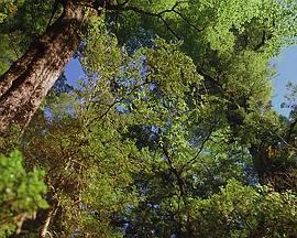 最后的伊甸园 Sacred Planet