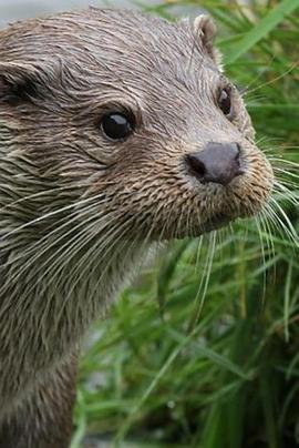 春日观獭指南 BBC Springwatch Guide to Otters
