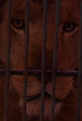 困兽犹斗 困獸猶鬥