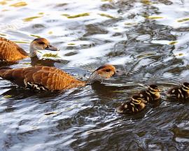 秋日物语 Autumnwatch