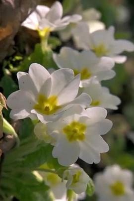 园艺世界 第四十七季 Gardeners' World Season 47