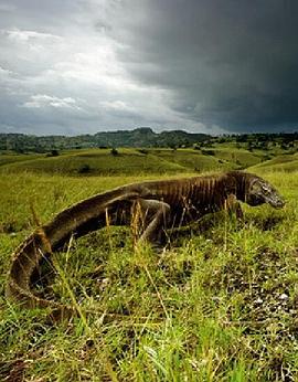 科莫多龙编年史 The.Dragon.Chronicles