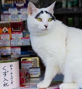 纪实72小时 传说中的赐福猫与商业街 ドキュメント72時間 ウワサの猫と商店街
