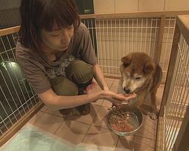 纪实72小时 大城市里动物的庇护所 ドキュメント72時間 大都会 犬と猫のシェルターで