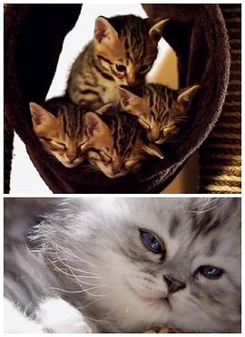 小猫的秘密 The Secret Life of Puppies and Kittens