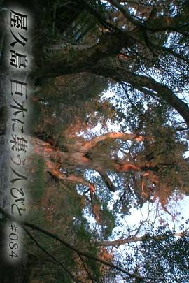 纪实72小时 屋久岛 在巨大树木下汇集的人们 ドキュメント72時間  屋久島・巨木に集う人びと
