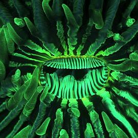庄周晓梦迷蝴蝶 The Coral Reef Are Dreaming Again (Zhuangzi Dreams of Coral Reef)