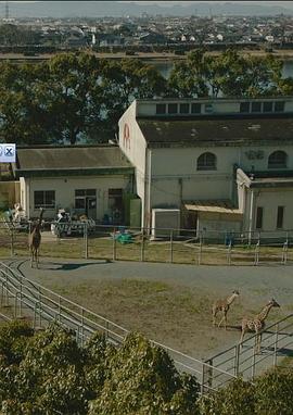 纪实72小时 看得见长颈鹿的散步道 ドキュメント72時間 キリンが見える散歩道