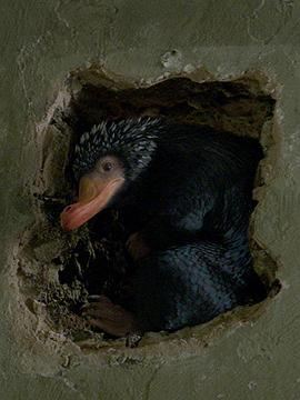 神奇动物在哪里：嗅嗅 Fantastic Beasts and Where to Find Them: Niffler