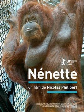 长寿猩猩 Nénette