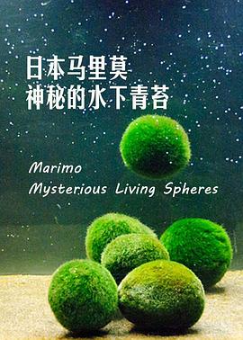 日本马里莫：神秘的水下青苔 Marimo: Mysterious Living Spheres