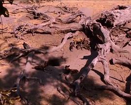 国家地理：奥卡万三角洲 National Geographic The Okavango