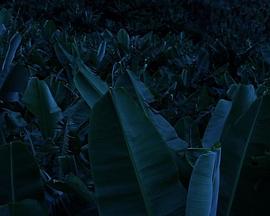 用香蕉树的汁液刻在刀上的图形 As figuras gravadas na faca com a seiva das bananeiras