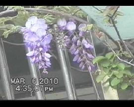 鹌鹑在鹦鹉头上唱歌 鵪鶉在鸚鵡頭上唱歌