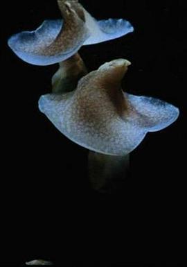 无角螺，女巫之舞 Acéra ou Le bal des sorcières